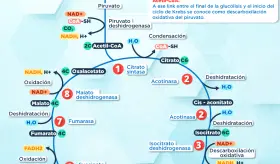 Ciclo de Krebs | Infografía