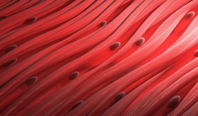 Descubren método para bloquear enzima implicada en el envejecimiento de los músculos