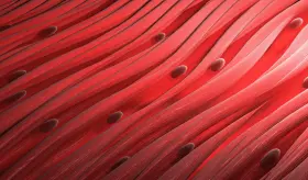 Descubren método para bloquear enzima implicada en el envejecimiento de los músculos