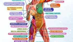 Aparato locomotor | Infografía