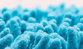 Descubren nueva clase de viroides ´obeliscos´ en intestino y boca que influyen en genética del microbioma