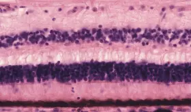 Investigaciones sugieren que la taurina podría ser un aliado clave contra la degeneración de la retina