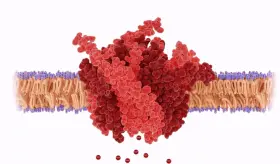 Nuevo fármaco combinado ataca células tumorales de cáncer mediante la entrada letal de calcio