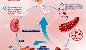 El ciclo de vida de los glóbulos rojos | Infografía