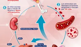 El ciclo de vida de los glóbulos rojos | Infografía