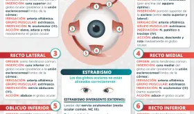 M&uacute;sculos oculares | Infograf&iacute;a