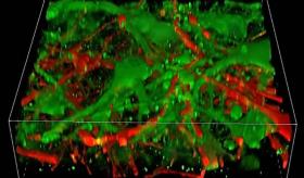 Hito científico: Imprimen tejidos neuronales humanos en 3D funcionales para estudiar enfermedades