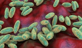 Alerta por caso confirmado de peste bubónica o negra en EE.UU: ¿Qué es y cuáles son sus 3 variantes?