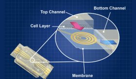 Científicos introducen tecnología de “corazón en un chip” para eliminar pruebas en animales