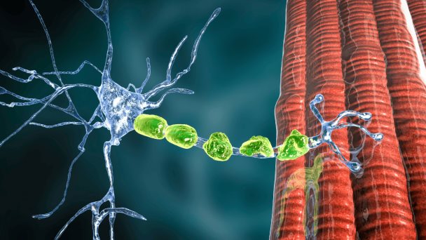 Establecen posible vínculo entre acumulación de Proteínas Basura y ELA Hereditaria