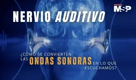 Nervio auditivo: ¿Cómo se convierten las ondas sonoras en lo que escuchamos? - #MSP