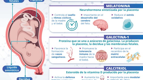 5 hormonas inmunoprotectoras durante el embarazo | Infografía 5 hormonas inmunoprotectoras durante el embarazo | Infografía