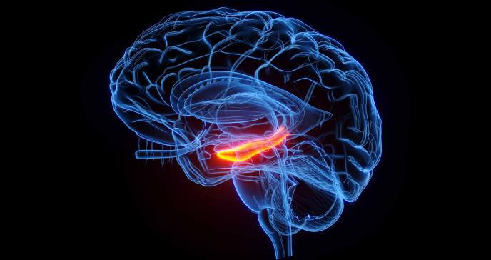 Mayor porcentaje de grasa pancreática estaría relacionada con deterioro cognitivo y riesgo de alzheimer