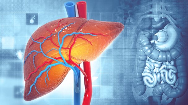 Tomar los medicamentos en ciertos momentos u horas del día sí afecta su metabolización en el hígado Tomar los medicamentos en ciertos momentos u horas del día sí afecta su metabolización en el hígado