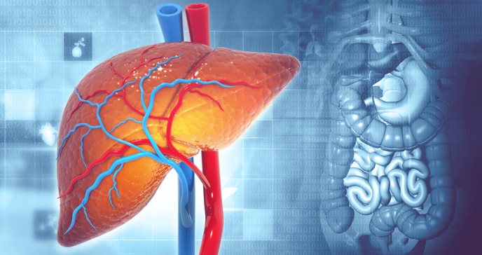 Tomar los medicamentos en ciertos momentos u horas del día sí afecta su metabolización en el hígado