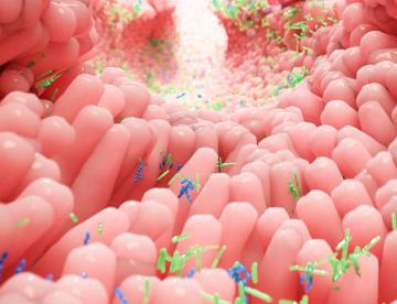 Identifican cómo microbiota intestinal es clave en la regulación de glucosa y actúa como segundo hígado