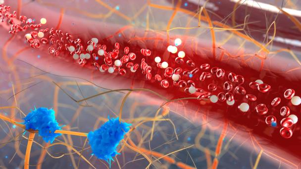 Bacteria intestinal transforma glóbulos rojos de tipo A y B en tipo O, el grupo sanguíneo más compatible Bacteria intestinal transforma glóbulos rojos de tipo A y B en tipo O, el grupo sanguíneo más compatible
