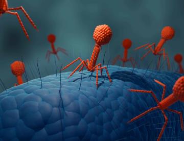 ¿Vampiros en la sangre? Descubren cómo bacterias invaden y se alimentan del torrente sanguíneo humano