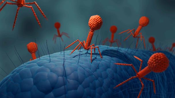 ¿Vampiros en la sangre? Descubren cómo bacterias invaden y se alimentan del torrente sanguíneo humano ¿Vampiros en la sangre? Descubren cómo bacterias invaden y se alimentan del torrente sanguíneo humano