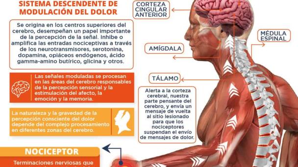 ¿Por qué sentimos dolor y cómo vivir con él? | Infografía ¿Por qué sentimos dolor y cómo vivir con él? | Infografía