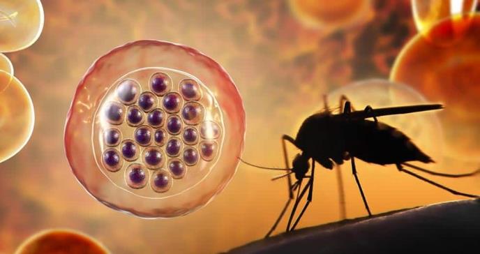 Hombre muere de malaria en Puerto Rico tras viajar a África sin vacunas ni medicamentos preventivos