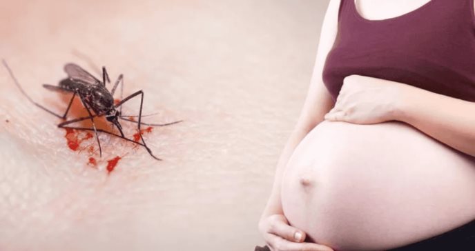 Infección por dengue durante el embarazo: mayor riesgo de hospitalizaciones y bajo peso en los bebés 