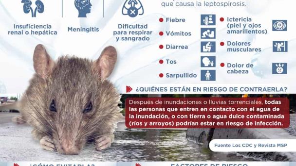 La leptospirosis | Infografía La leptospirosis | Infografía