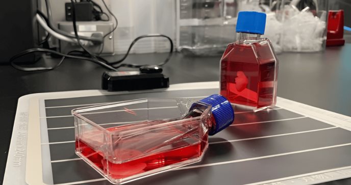 Investigadores crean alternativa al trasplante de órganos con parches regenerativos de células madre