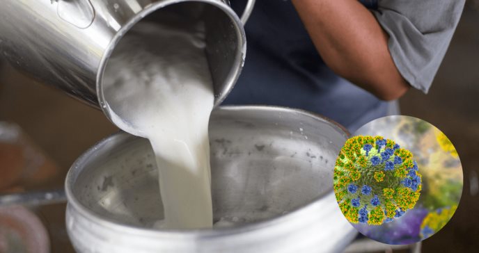 Descubren que gripe aviar podría contraerse entre mamíferos mediante el consumo de leche contaminada