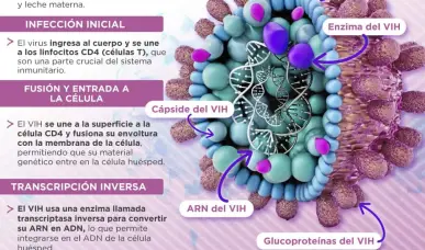 Etapas del VIH | Infograf&iacute;a