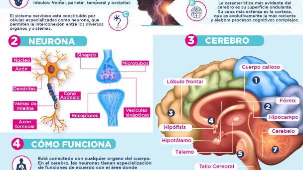 Día Mundial Del Cerebro Día Mundial Del Cerebro
