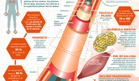 Así funciona tu pelo | Infografía