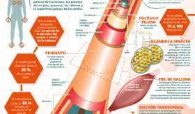 Así funciona tu pelo | Infografía