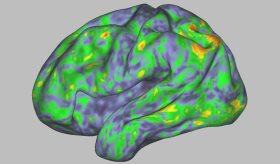 ¿Qué le pasa a tu cerebro al tomar psilocibina?: Droga que ayuda a tratar enfermedades mentales