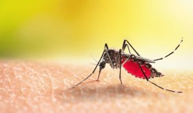 Fiebre Oropouche en América Latina: ¿Qué es, cómo se transmite y cuáles son sus síntomas?