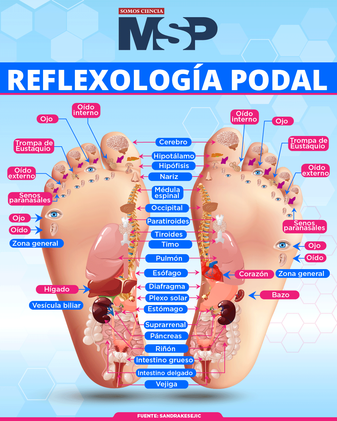 Reflexología podal | Infografía