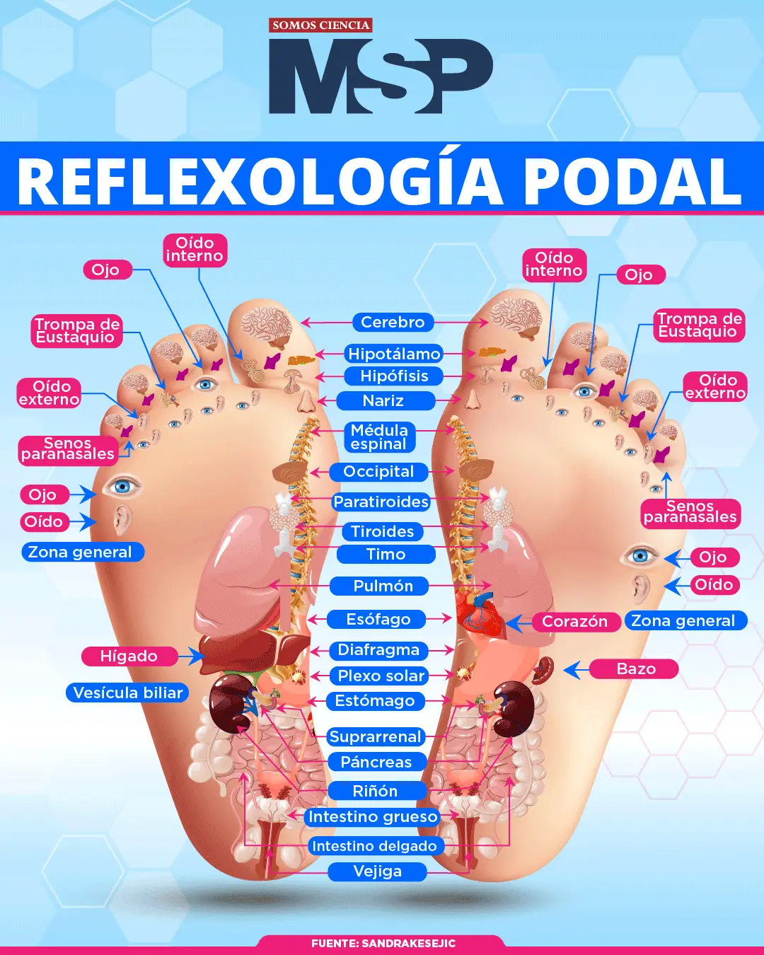 Reflexología podal | Infografía