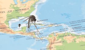Oropouche: el mosquito que preocupa en Latinoamérica, el Caribe y Puerto Rico