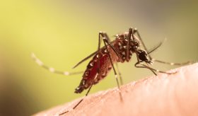 Oropouche: ¿Qué síntomas podrían surgir si el virus llega a Puerto Rico y cómo prevenirlo?