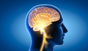 Trastornos de conducta en jóvenes podría ser ocasionadas por diferencias en la estructura cerebral