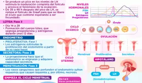Ciclo menstrual | Infografía