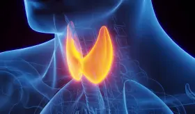 Descubren cómo la hormona tiroidea regula el desarrollo de los conos que permiten la visión del color