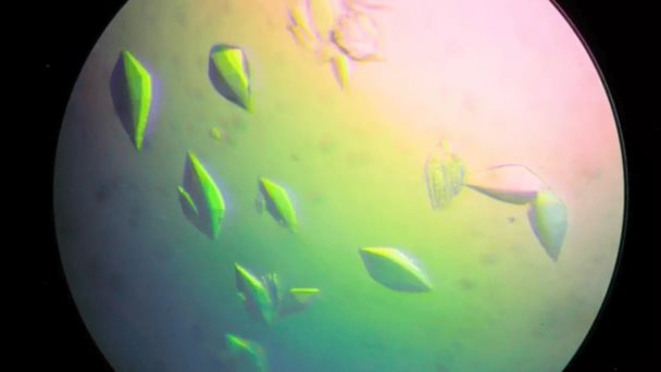 ¿Cerca de la vacuna contra el cáncer? Hallan proteína anti radiación capaz de reparar ADN dañado ¿Cerca de la vacuna contra el cáncer? Hallan proteína anti radiación capaz de reparar ADN dañado
