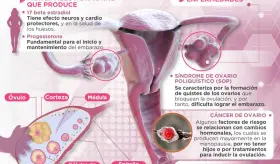 Así funcionan los ovarios | Infografía