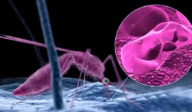 Desarrollan un nuevo fármaco contra la malaria con un mecanismo de acción dual totalmente eficaz