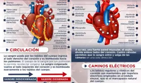 Día mundial del corazón: Anatomía del sistema circulatorio | Infografía
