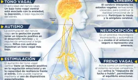 El poder del nervio vago | Infografía