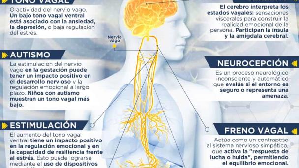 El poder del nervio vago | Infografía El poder del nervio vago | Infografía