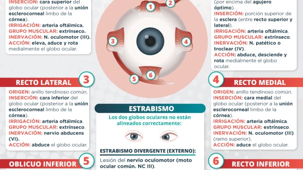 Músculos oculares Músculos oculares