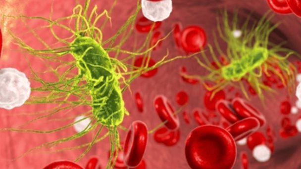 Estudio demuestra que 7 días de antibióticos son efectivos para infecciones del torrente sanguíneo